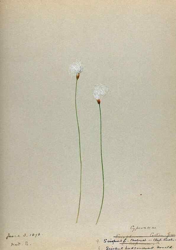 Reproducción/Reproduction 24826636672: [Water-color sketches of plants of North America and Europe]. 