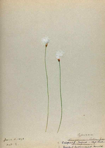 Reproducción/Reproduction 24826636672: [Water-color sketches of plants of North America and Europe]. 