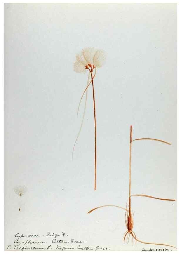 Reproducción/Reproduction 24576975889: [Water-color sketches of plants of North America and Europe]. 