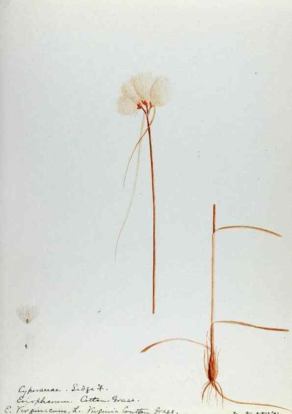Reproducción/Reproduction 24576975889: [Water-color sketches of plants of North America and Europe]. 
