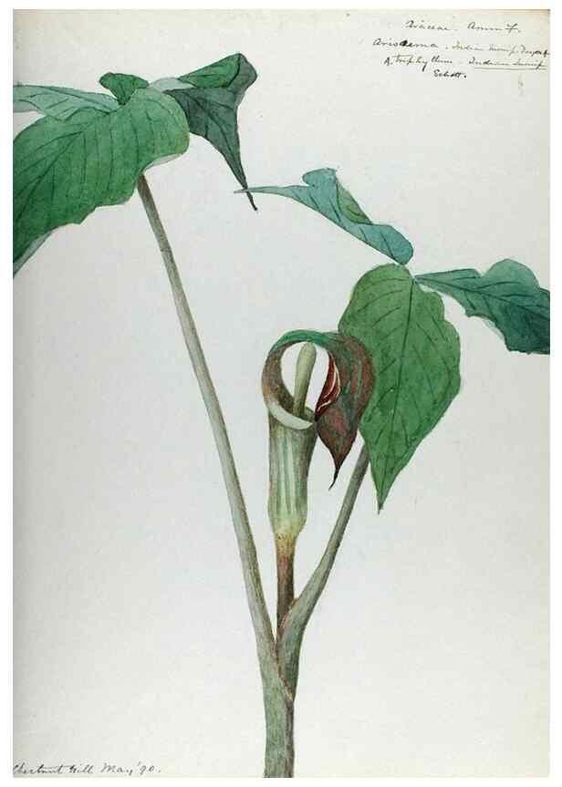 Reproducción/Reproduction 24918319476: [Water-color sketches of plants of North America and Europe]. 