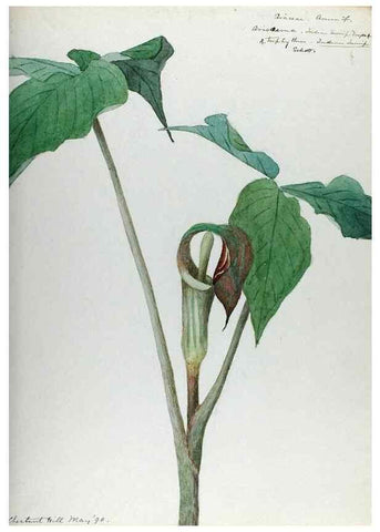 Reproducción/Reproduction 24918319476: [Water-color sketches of plants of North America and Europe]. 
