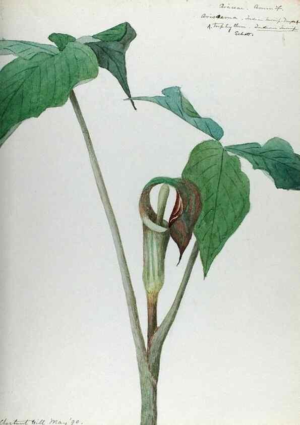 Reproducción/Reproduction 24918319476: [Water-color sketches of plants of North America and Europe]. 