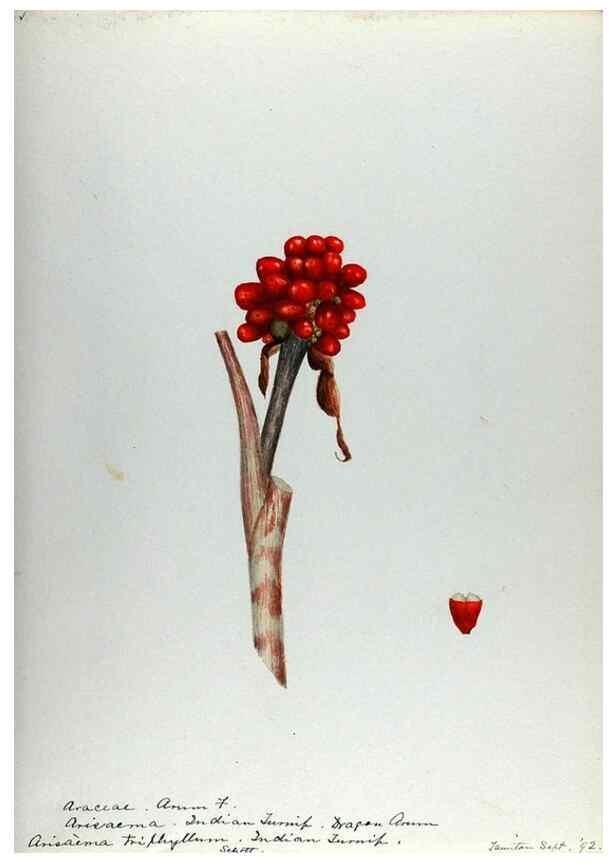 Reproducción/Reproduction 24314018134: [Water-color sketches of plants of North America and Europe]. 