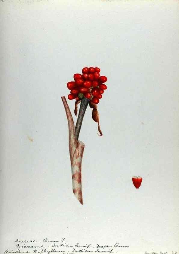Reproducción/Reproduction 24314018134: [Water-color sketches of plants of North America and Europe]. 
