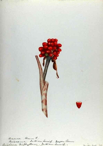 Reproducción/Reproduction 24314018134: [Water-color sketches of plants of North America and Europe]. 