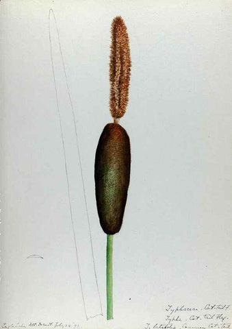 Reproducción/Reproduction 24576940259: [Water-color sketches of plants of North America and Europe]. 