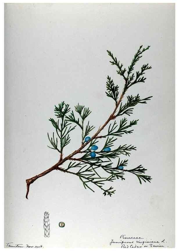 Reproducción/Reproduction 24944550975: [Water-color sketches of plants of North America and Europe]. 