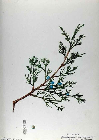 Reproducción/Reproduction 24944550975: [Water-color sketches of plants of North America and Europe]. 