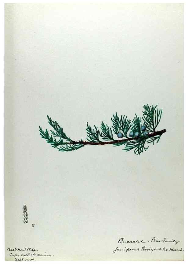 Reproducción/Reproduction 24944548815: [Water-color sketches of plants of North America and Europe]. 