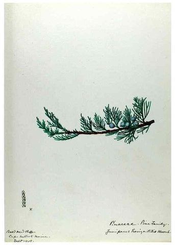 Reproducción/Reproduction 24944548815: [Water-color sketches of plants of North America and Europe]. 