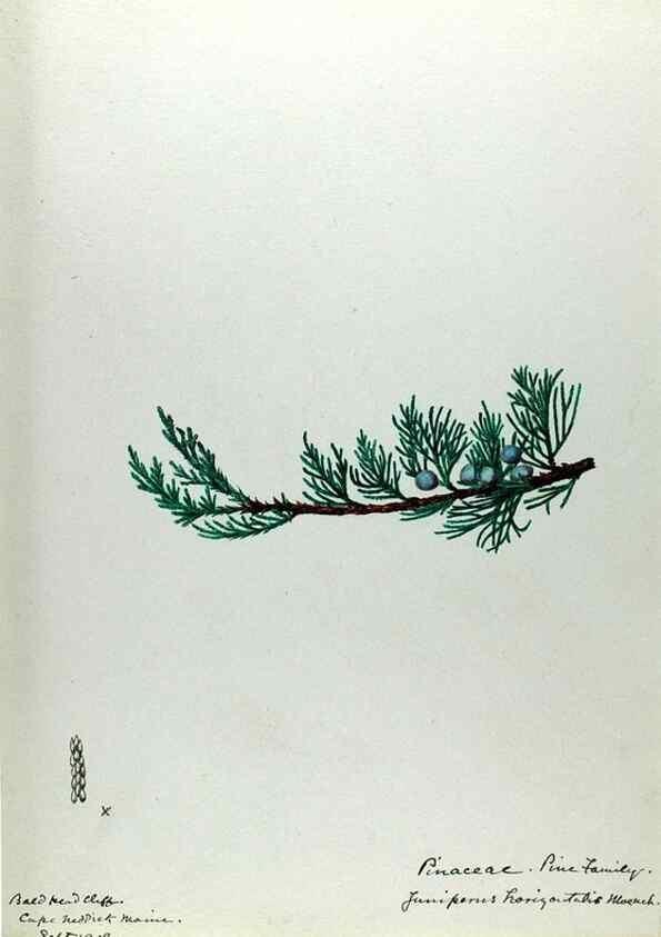 Reproducción/Reproduction 24944548815: [Water-color sketches of plants of North America and Europe]. 