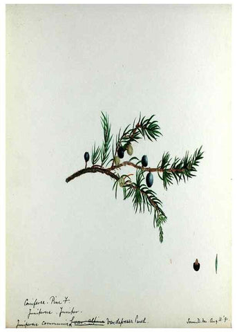 Reproducción/Reproduction 24649072030: [Water-color sketches of plants of North America and Europe]. 