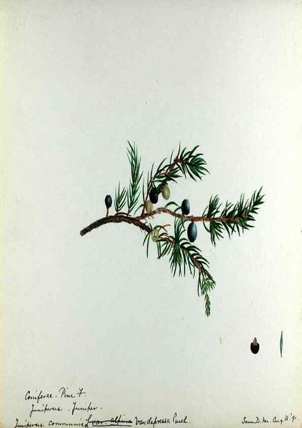 Reproducción/Reproduction 24649072030: [Water-color sketches of plants of North America and Europe]. 