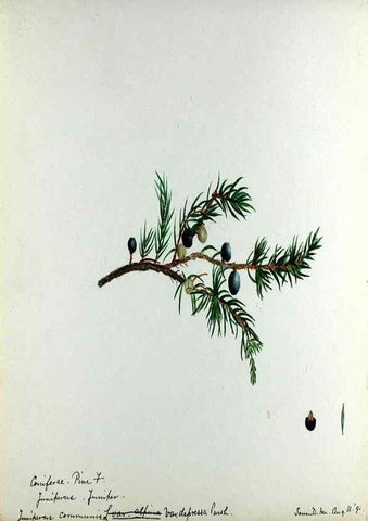 Reproducción/Reproduction 24649072030: [Water-color sketches of plants of North America and Europe]. 