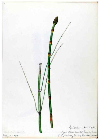 Reproducción/Reproduction 24826548812: [Water-color sketches of plants of North America and Europe]. 