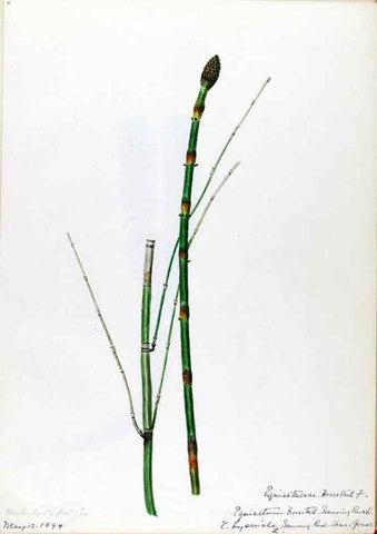 Reproducción/Reproduction 24826548812: [Water-color sketches of plants of North America and Europe]. 