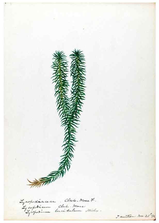 Reproducción/Reproduction 24826552142: [Water-color sketches of plants of North America and Europe]. 