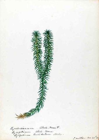 Reproducción/Reproduction 24826552142: [Water-color sketches of plants of North America and Europe]. 