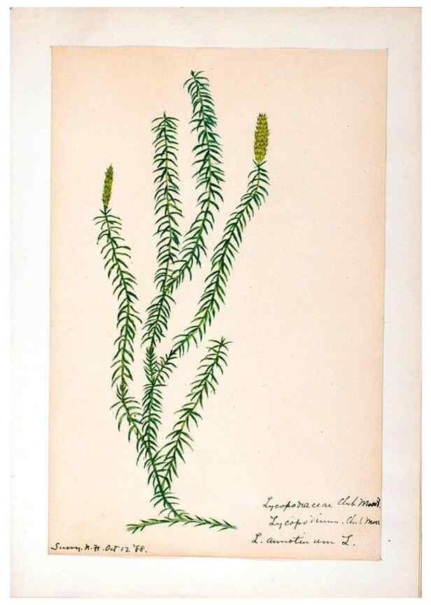 Reproducción/Reproduction 24576892319: [Water-color sketches of plants of North America and Europe]. 