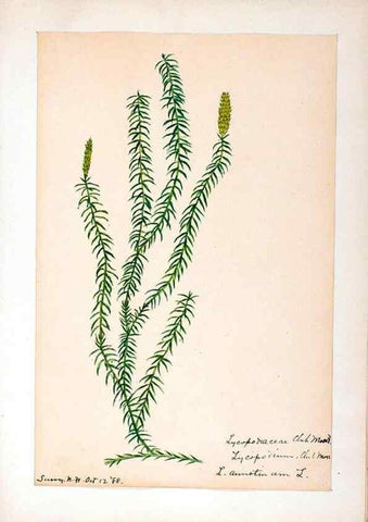 Reproducción/Reproduction 24576892319: [Water-color sketches of plants of North America and Europe]. 