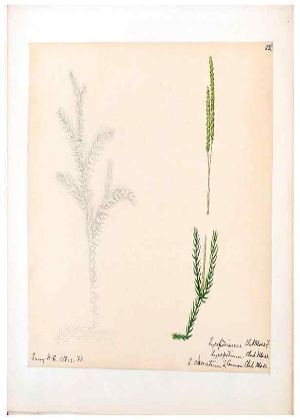 Reproducción/Reproduction 24313932604: [Water-color sketches of plants of North America and Europe]. 