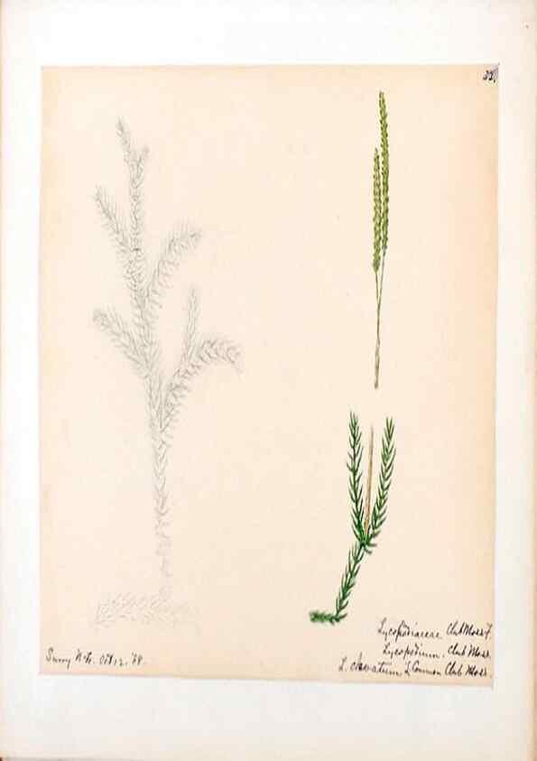Reproducción/Reproduction 24313932604: [Water-color sketches of plants of North America and Europe]. 