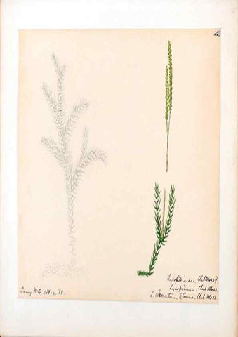 Reproducción/Reproduction 24313932604: [Water-color sketches of plants of North America and Europe]. 