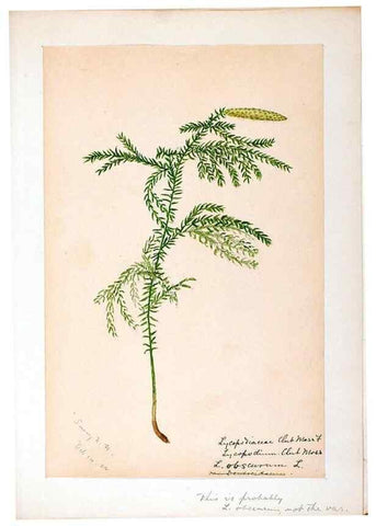 Reproducción/Reproduction 24826562642: [Water-color sketches of plants of North America and Europe]. 
