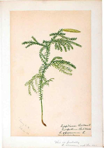 Reproducción/Reproduction 24826562642: [Water-color sketches of plants of North America and Europe]. 
