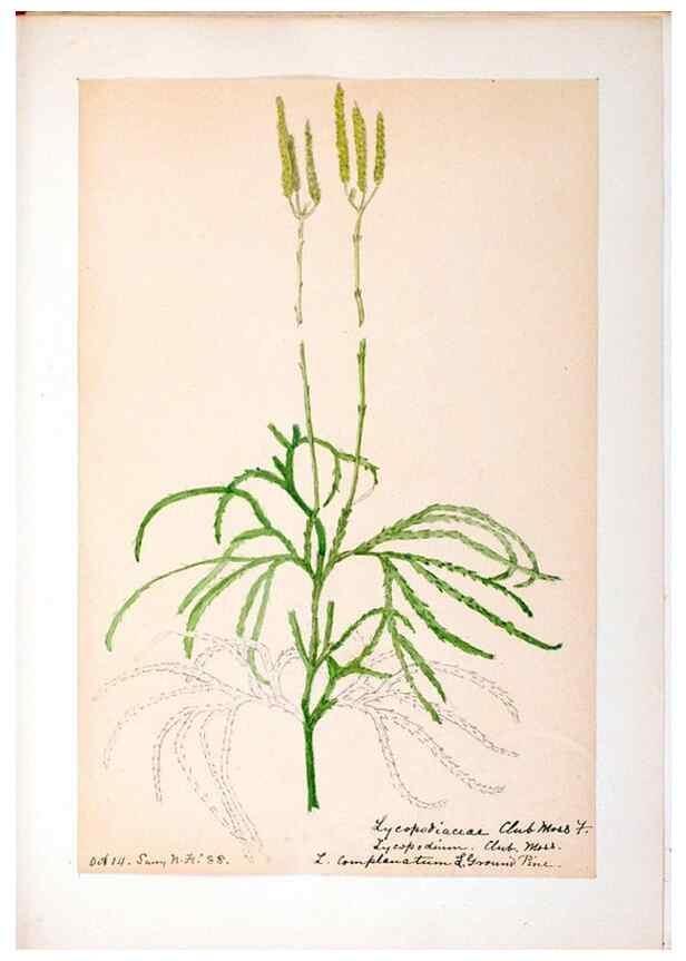 Reproducción/Reproduction 24649042620: [Water-color sketches of plants of North America and Europe]. 