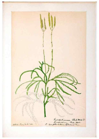 Reproducción/Reproduction 24649042620: [Water-color sketches of plants of North America and Europe]. 