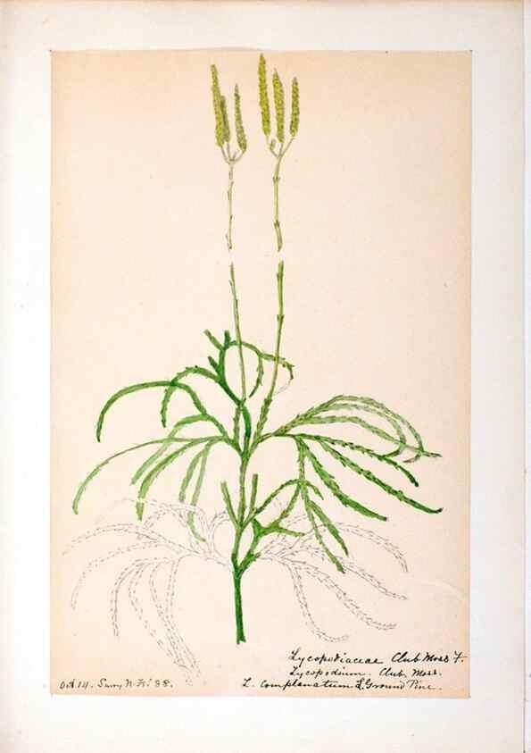 Reproducción/Reproduction 24649042620: [Water-color sketches of plants of North America and Europe]. 