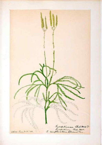 Reproducción/Reproduction 24649042620: [Water-color sketches of plants of North America and Europe]. 