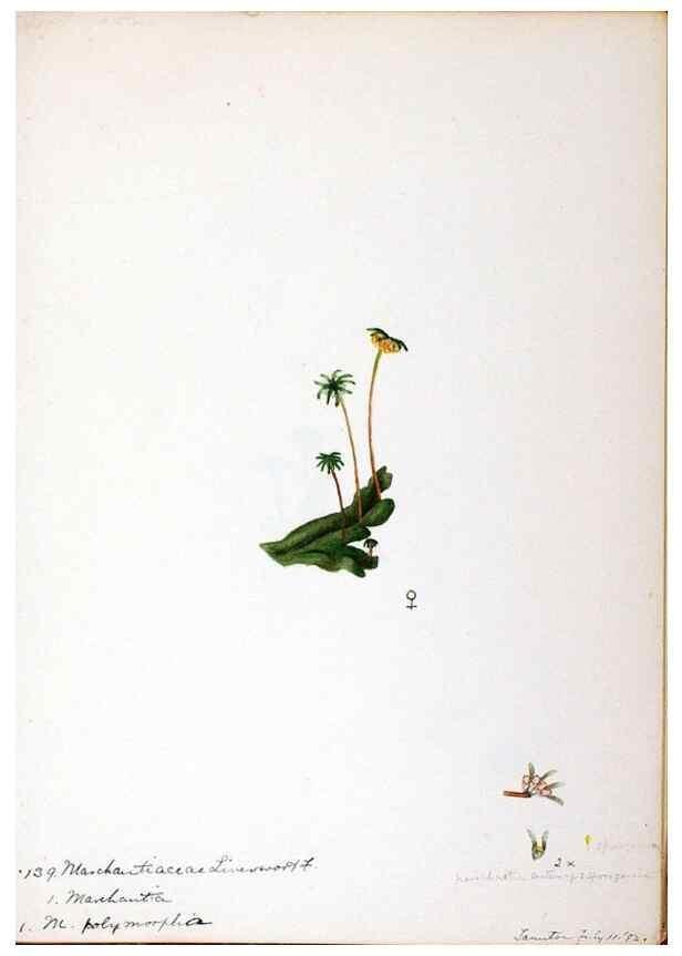 Reproducción/Reproduction 24851203651: [Water-color sketches of plants of North America and Europe]. 