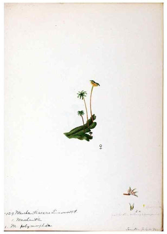 Reproducción/Reproduction 24851203651: [Water-color sketches of plants of North America and Europe]. 