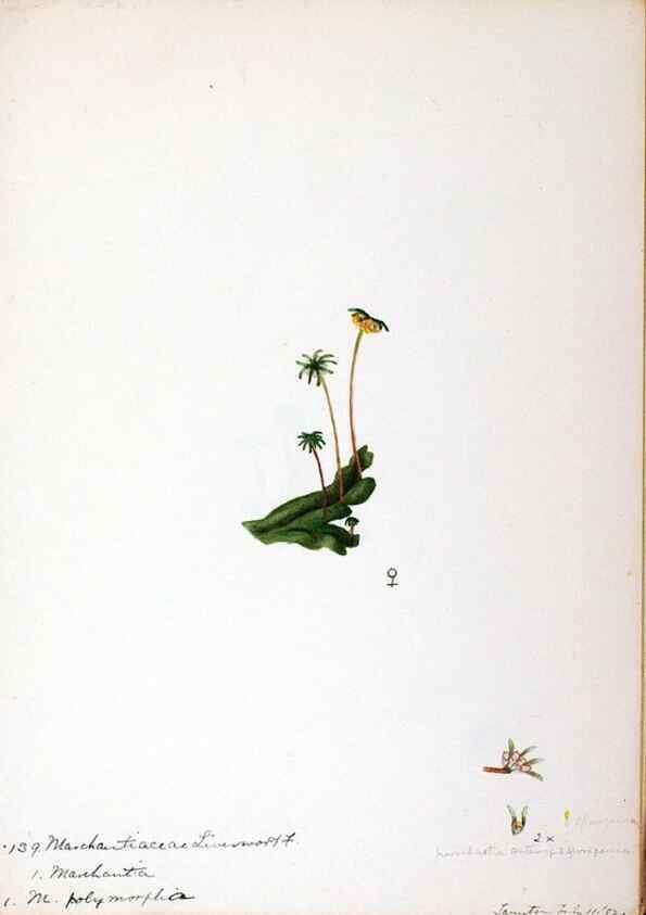 Reproducción/Reproduction 24851203651: [Water-color sketches of plants of North America and Europe]. 
