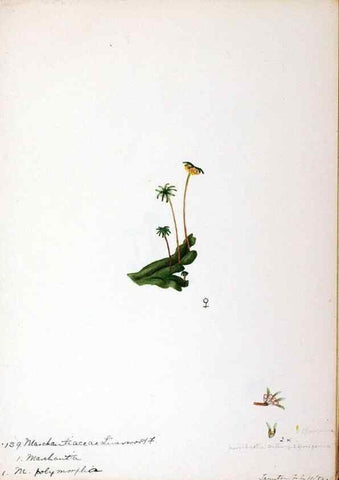 Reproducción/Reproduction 24851203651: [Water-color sketches of plants of North America and Europe]. 