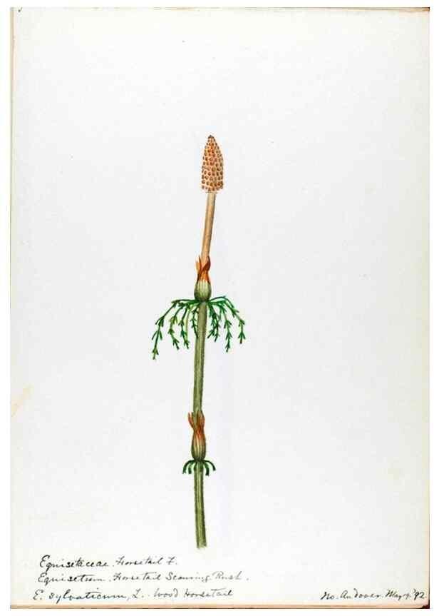 Reproducción/Reproduction 24826541612: [Water-color sketches of plants of North America and Europe]. 