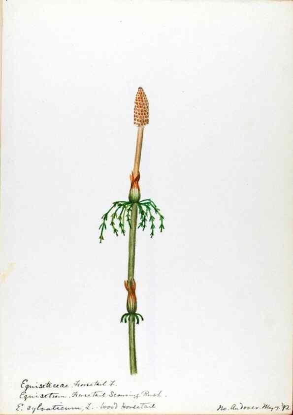 Reproducción/Reproduction 24826541612: [Water-color sketches of plants of North America and Europe]. 