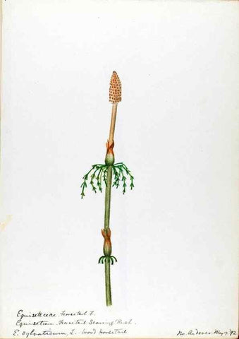 Reproducción/Reproduction 24826541612: [Water-color sketches of plants of North America and Europe]. 