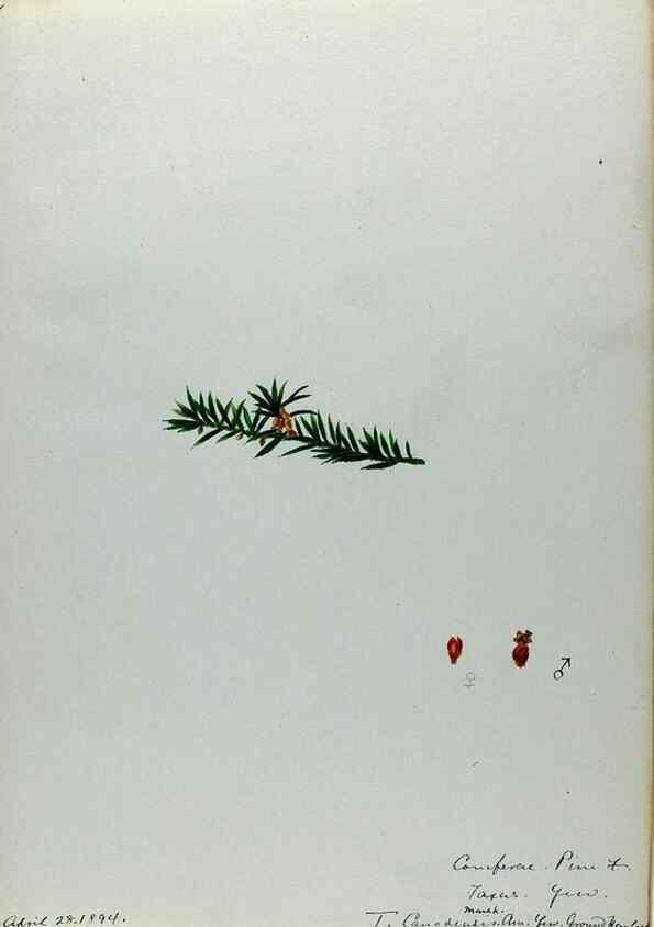 Reproducción/Reproduction 24918254536: [Water-color sketches of plants of North America and Europe]. 