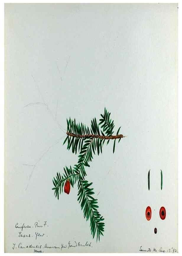 Reproducción/Reproduction 24313951294: [Water-color sketches of plants of North America and Europe]. 