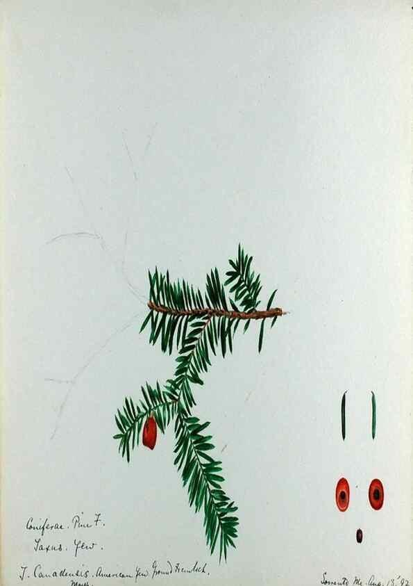 Reproducción/Reproduction 24313951294: [Water-color sketches of plants of North America and Europe]. 
