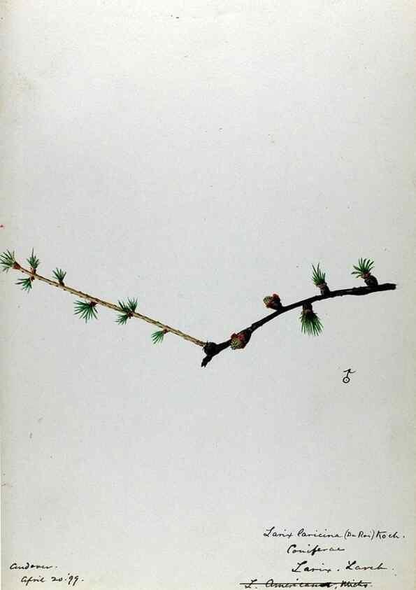 Reproducción/Reproduction 24826583202: [Water-color sketches of plants of North America and Europe]. 