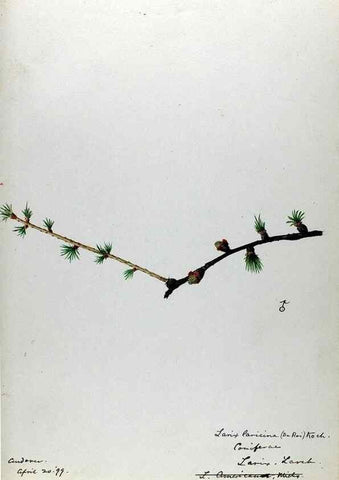 Reproducción/Reproduction 24826583202: [Water-color sketches of plants of North America and Europe]. 