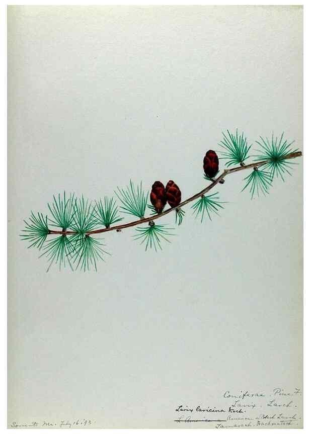 Reproducción/Reproduction 24944536505: [Water-color sketches of plants of North America and Europe]. 