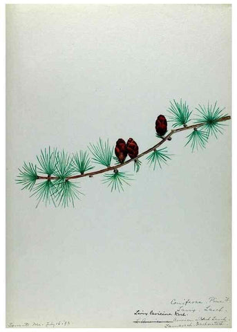 Reproducción/Reproduction 24944536505: [Water-color sketches of plants of North America and Europe]. 