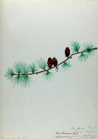 Reproducción/Reproduction 24944536505: [Water-color sketches of plants of North America and Europe]. 