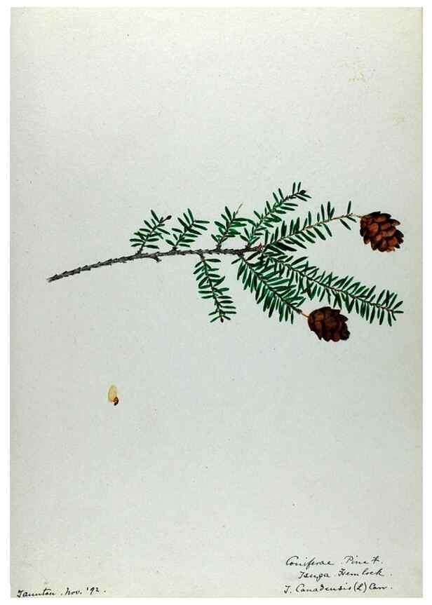 Reproducción/Reproduction 24918267446: [Water-color sketches of plants of North America and Europe]. 
